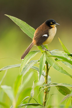 bird